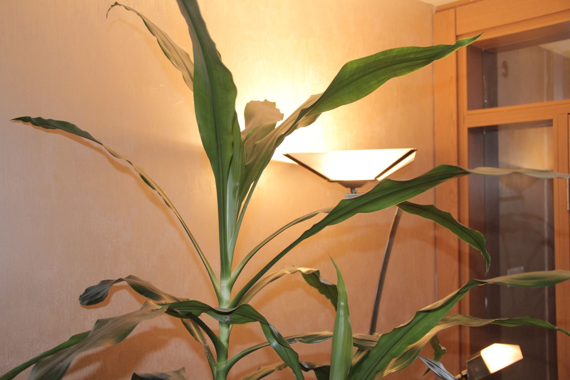Momona Hotel Addis Ababa Dış mekan fotoğraf